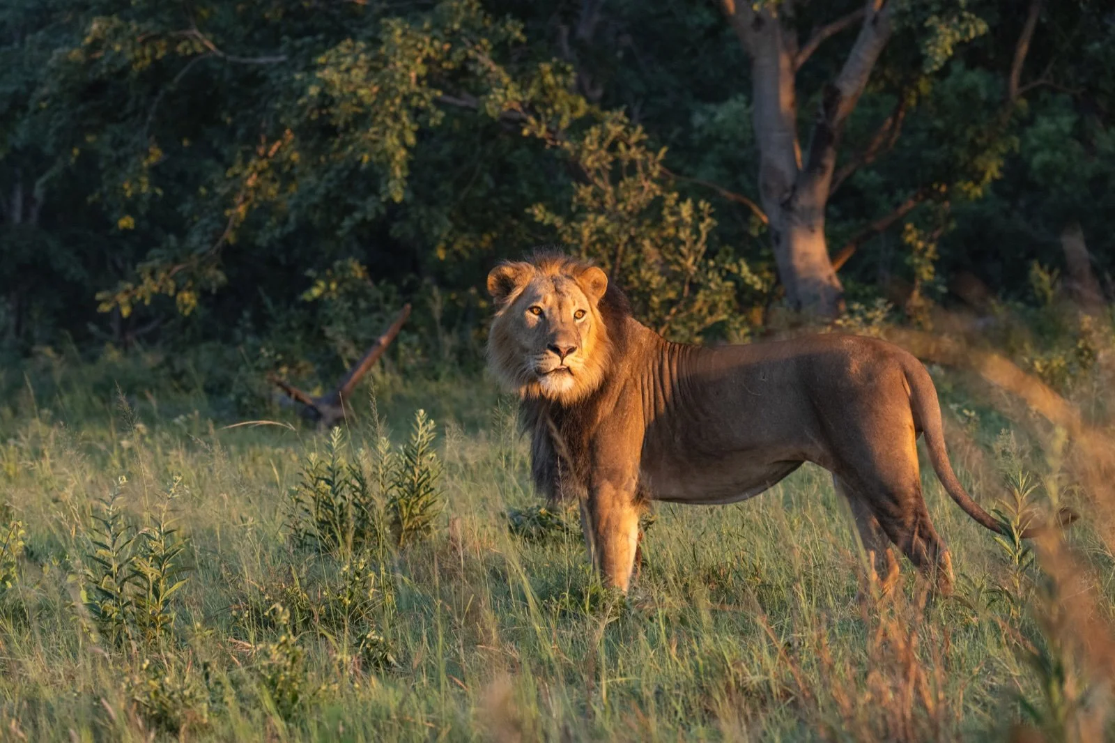 A lion standing in lush green-season grass in warm evening light