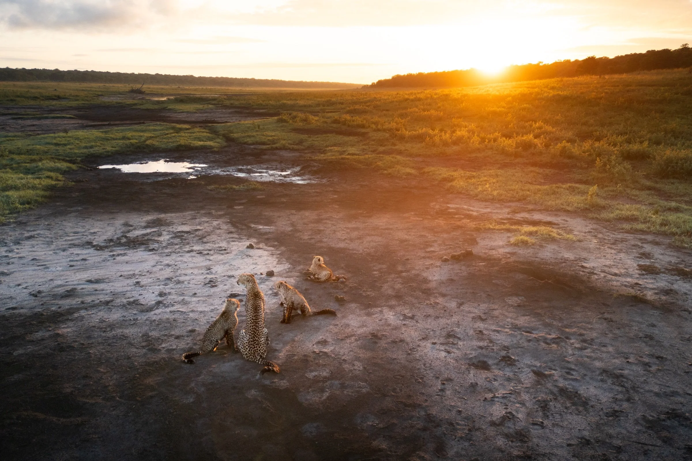 A cheetah family resting on the open private concession at sunset