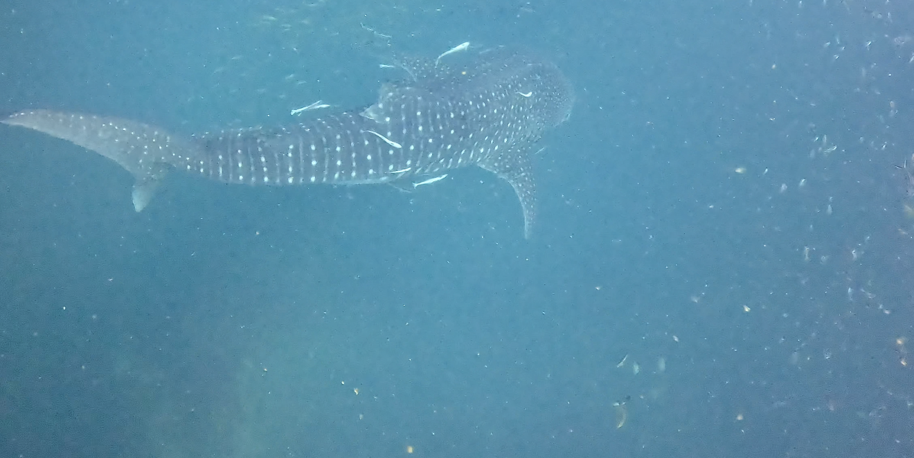 Whale shark dive photo