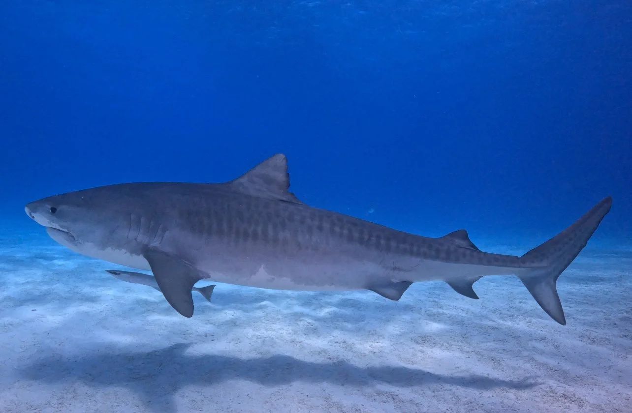 Tiger shark