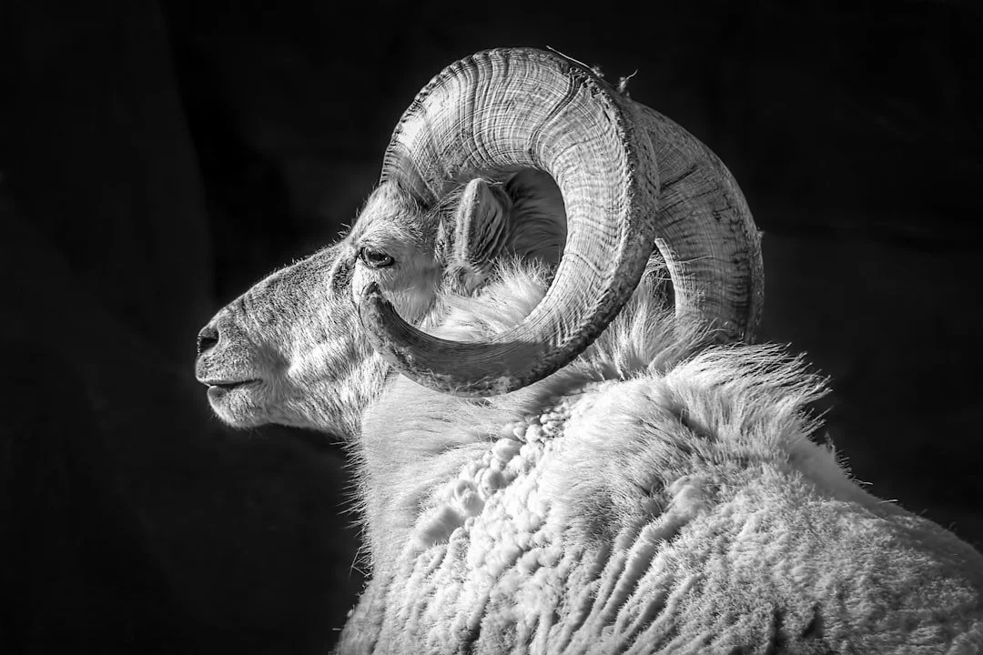 Ram standing on rocky terrain, the symbol of Aries in medical astrology