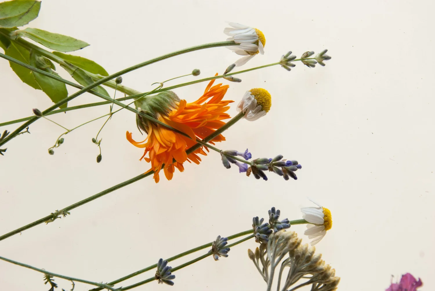 Botanical herbs