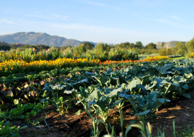 Rancho La Puerta Grounds