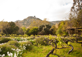 Rancho La Puerta Grounds