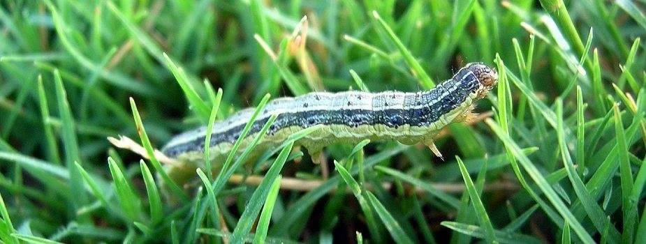 Armyworm caterpillar on lawn