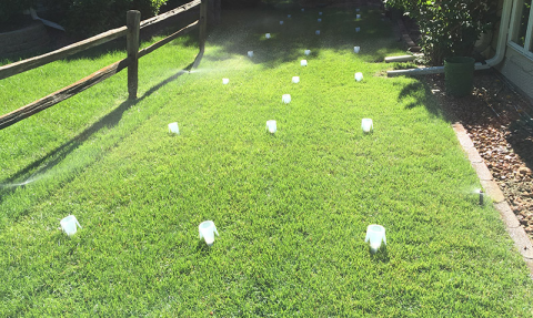 Retic audit catch cups on Perth lawn