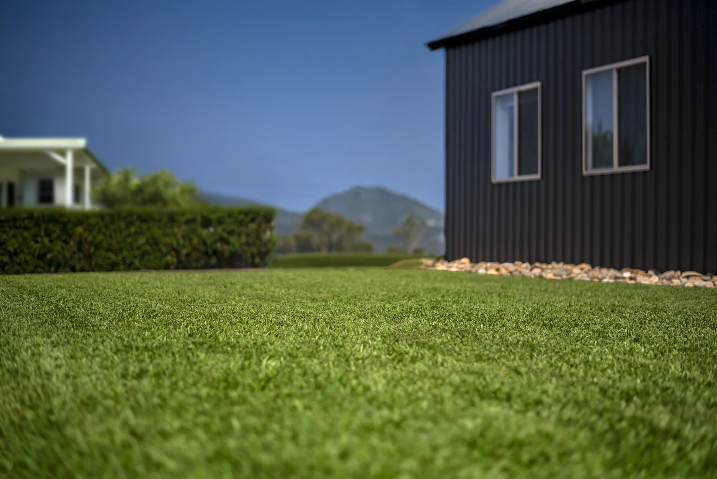 TifTuf hybrid couch lawn Perth