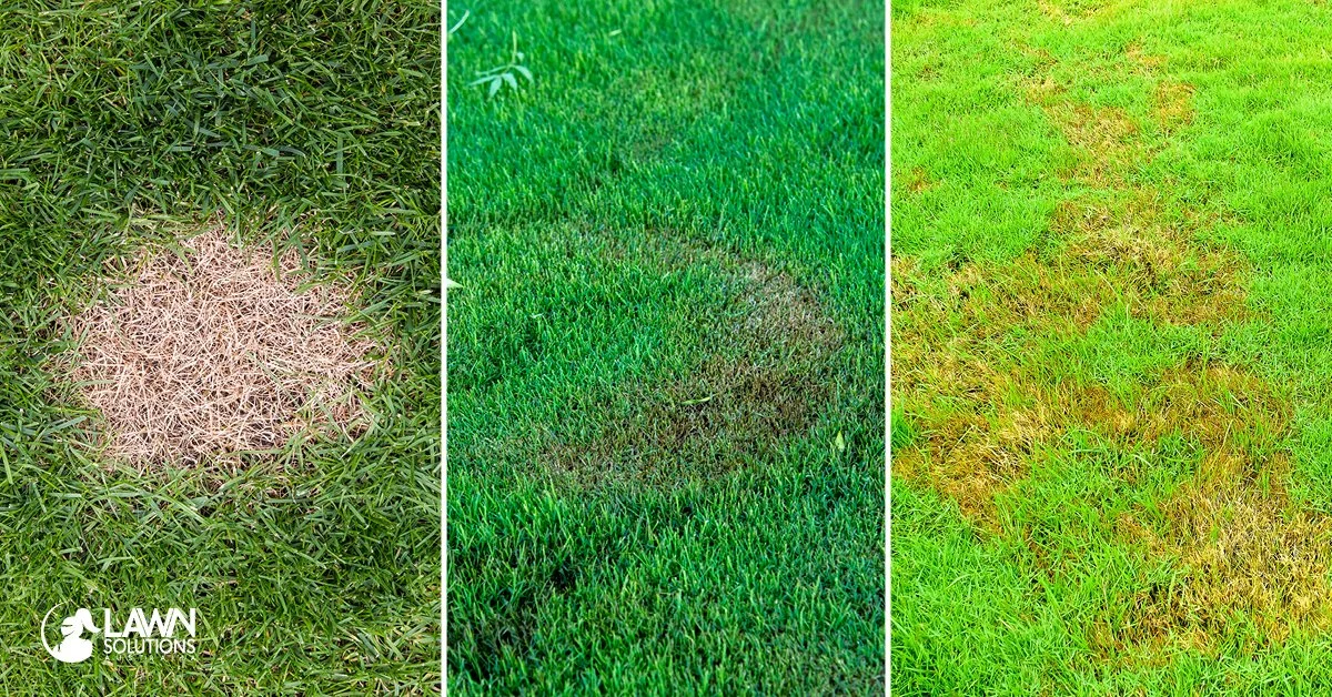 Brown patches on Perth lawn