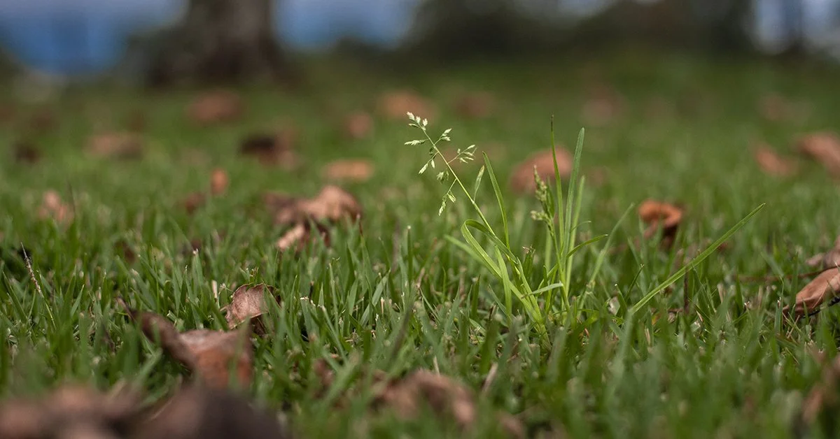 Wintergrass weed in Perth lawn