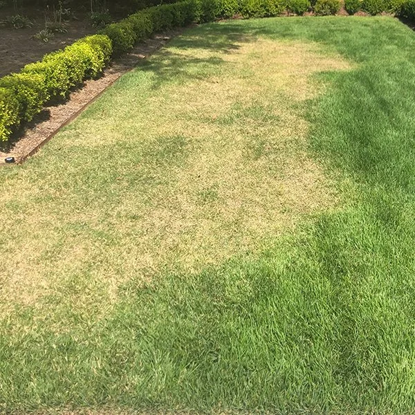 Armyworm damage on Perth lawn