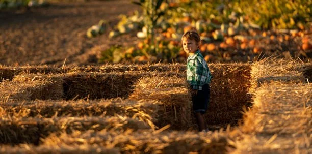 Hay maze