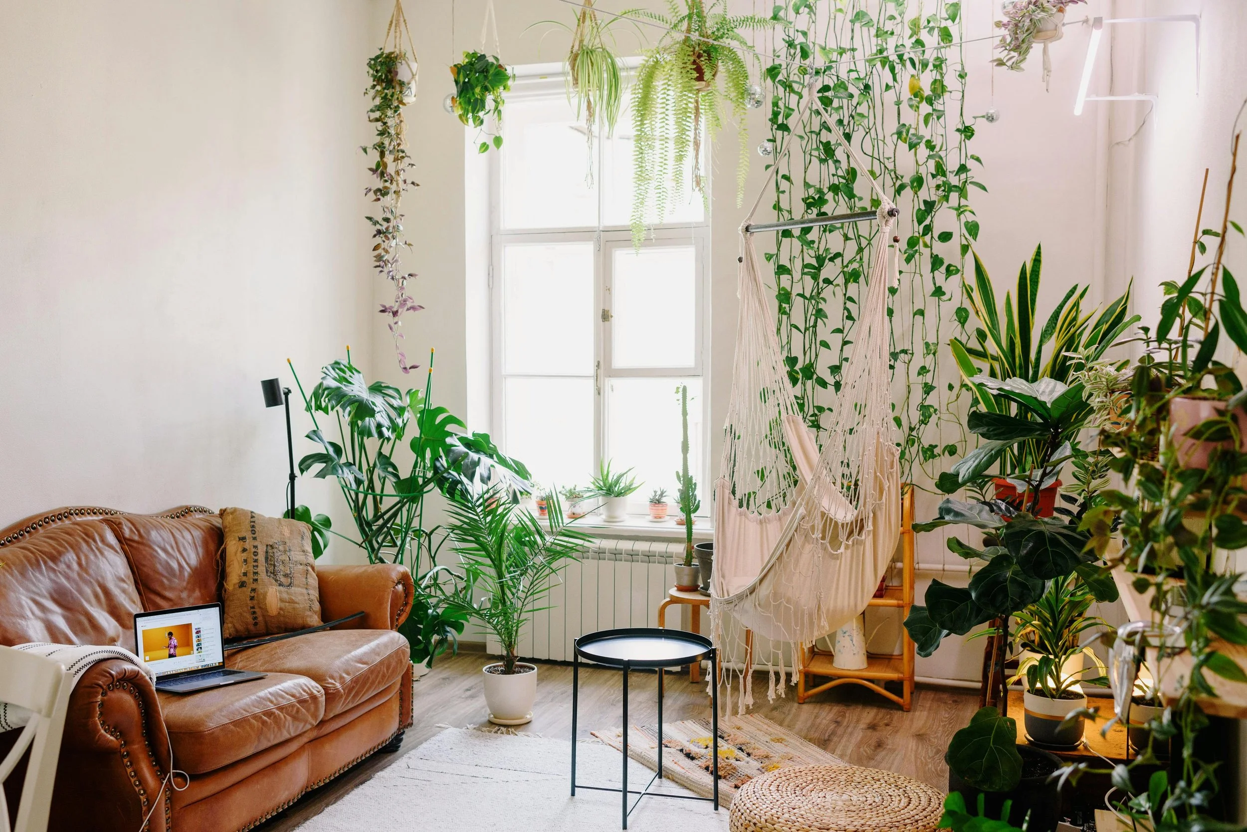 Living room filled with different kinds of house plants