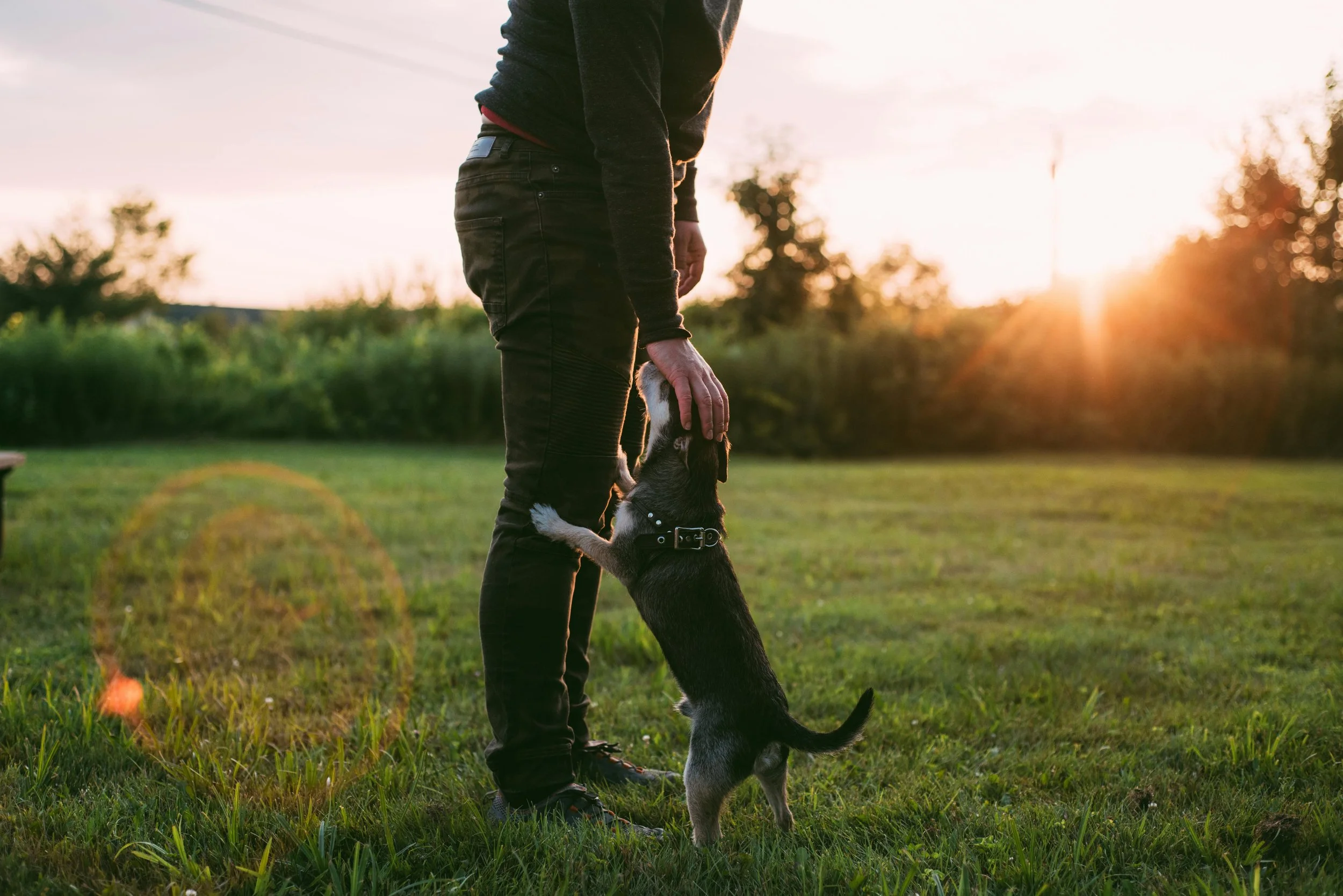 Person standing in the grass petting their dog outdoors