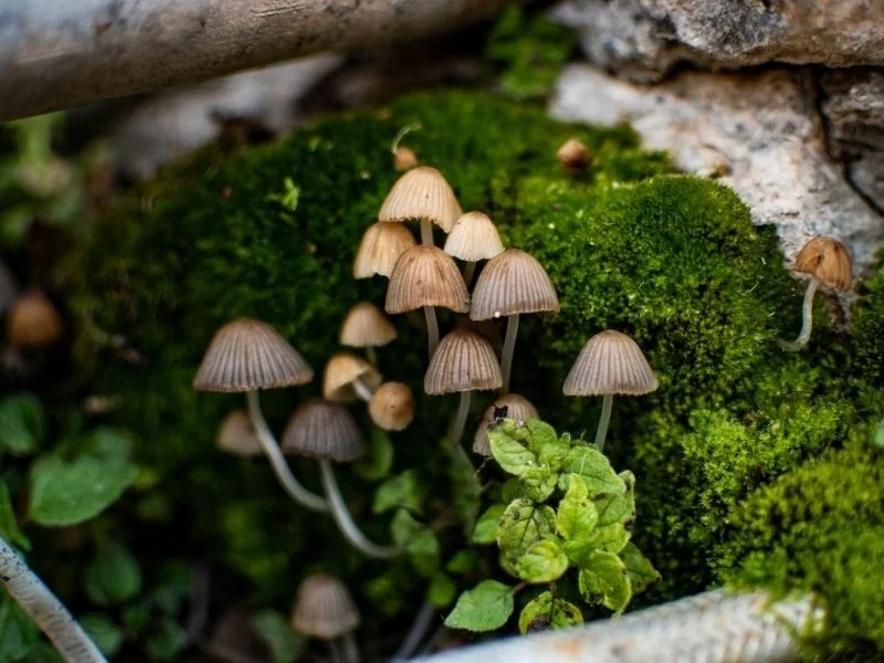 5-Day Retreat October 2026