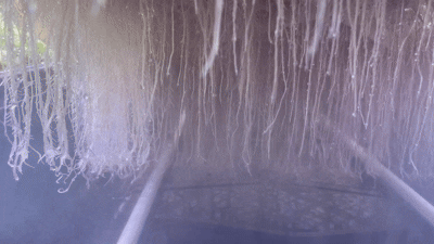 Aeroponic roots suspended in air