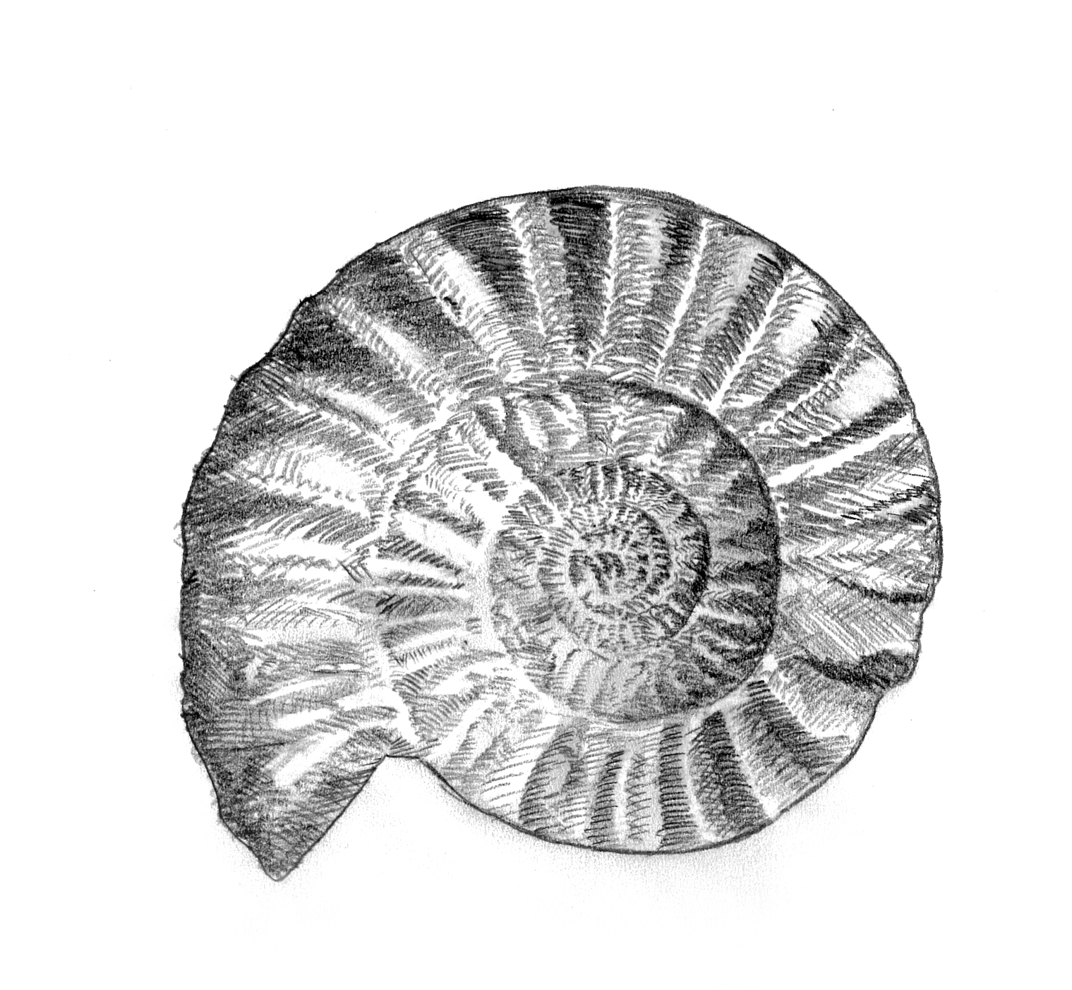 Nautiloid blekksprut