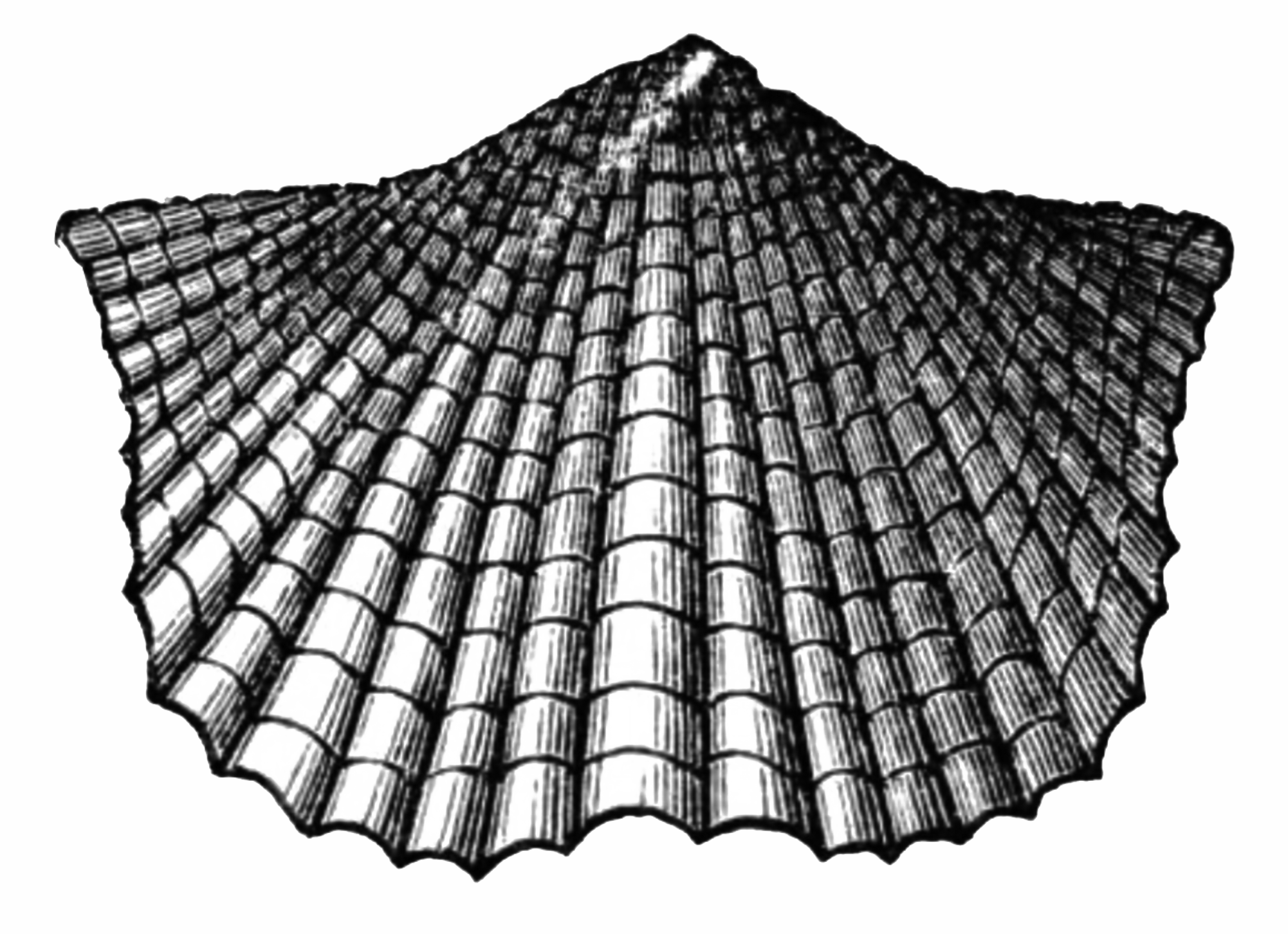 Brachiopod