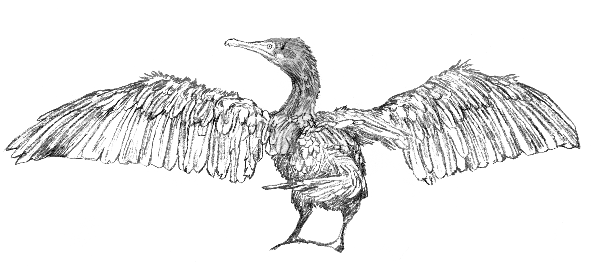 Skarv