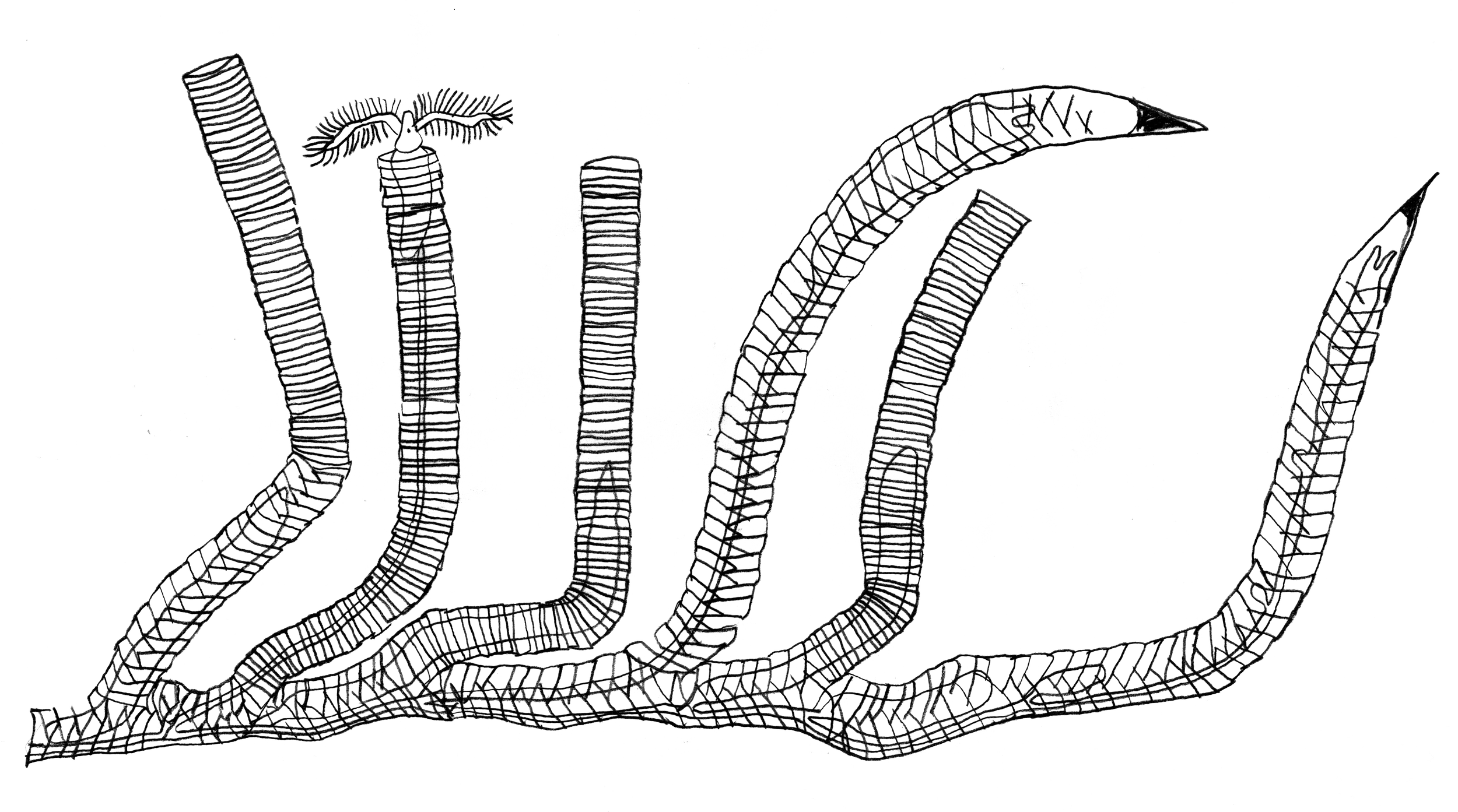 Graptolitt