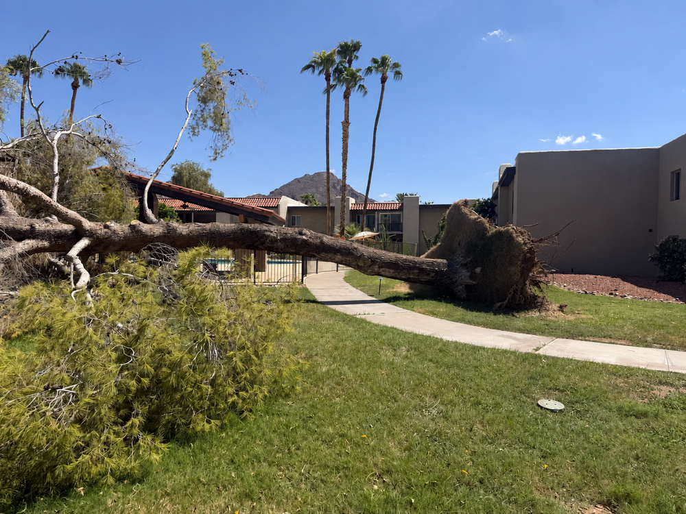 Uprooted tree lying across a residential lawn with a large exposed root mass