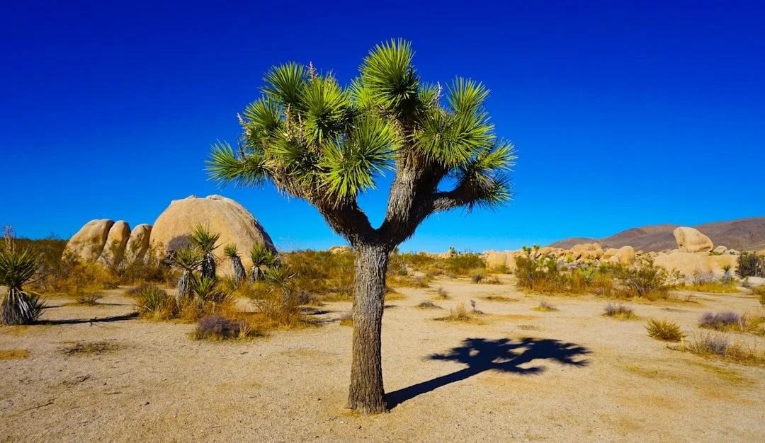Joshua Tree landscape