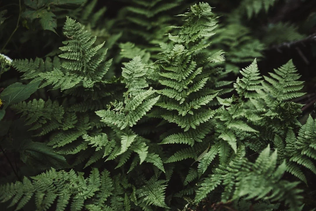 For&ecirc;ts de Cantley
