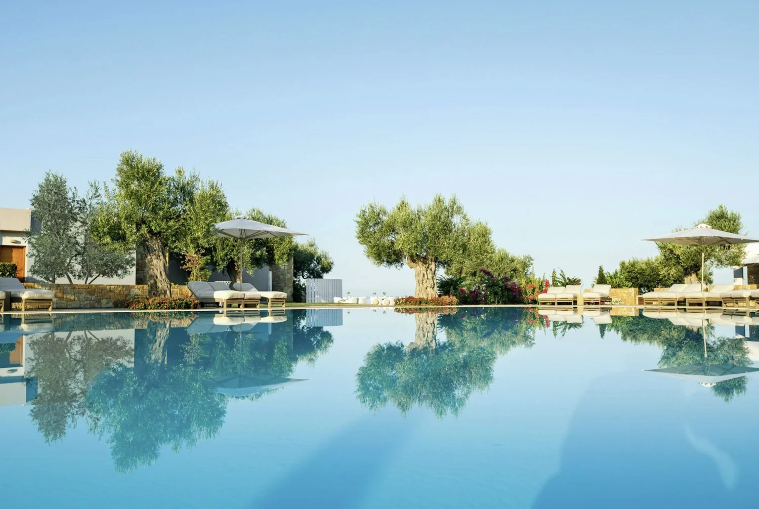 Olive trees reflected in a still pool