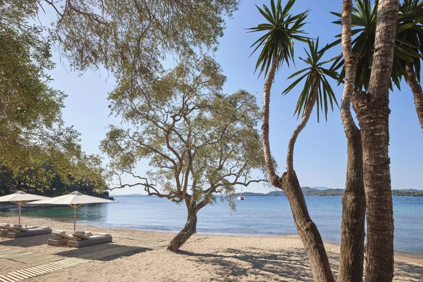 Loungers and parasols on a quiet sandy beach shaded by an olive tree and palms, with calm blue water beyond