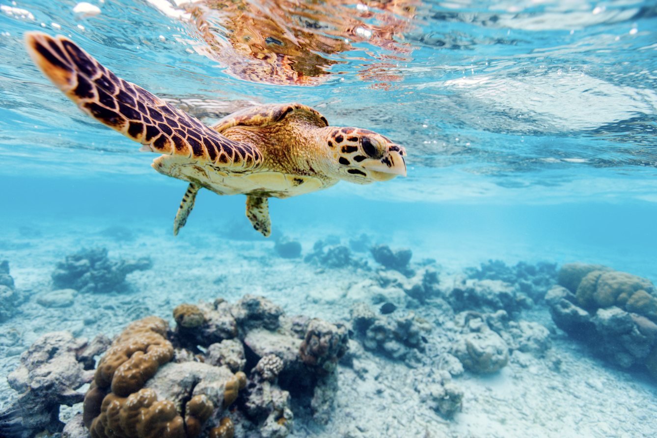 A hawksbill turtle swimming over a coral reef
