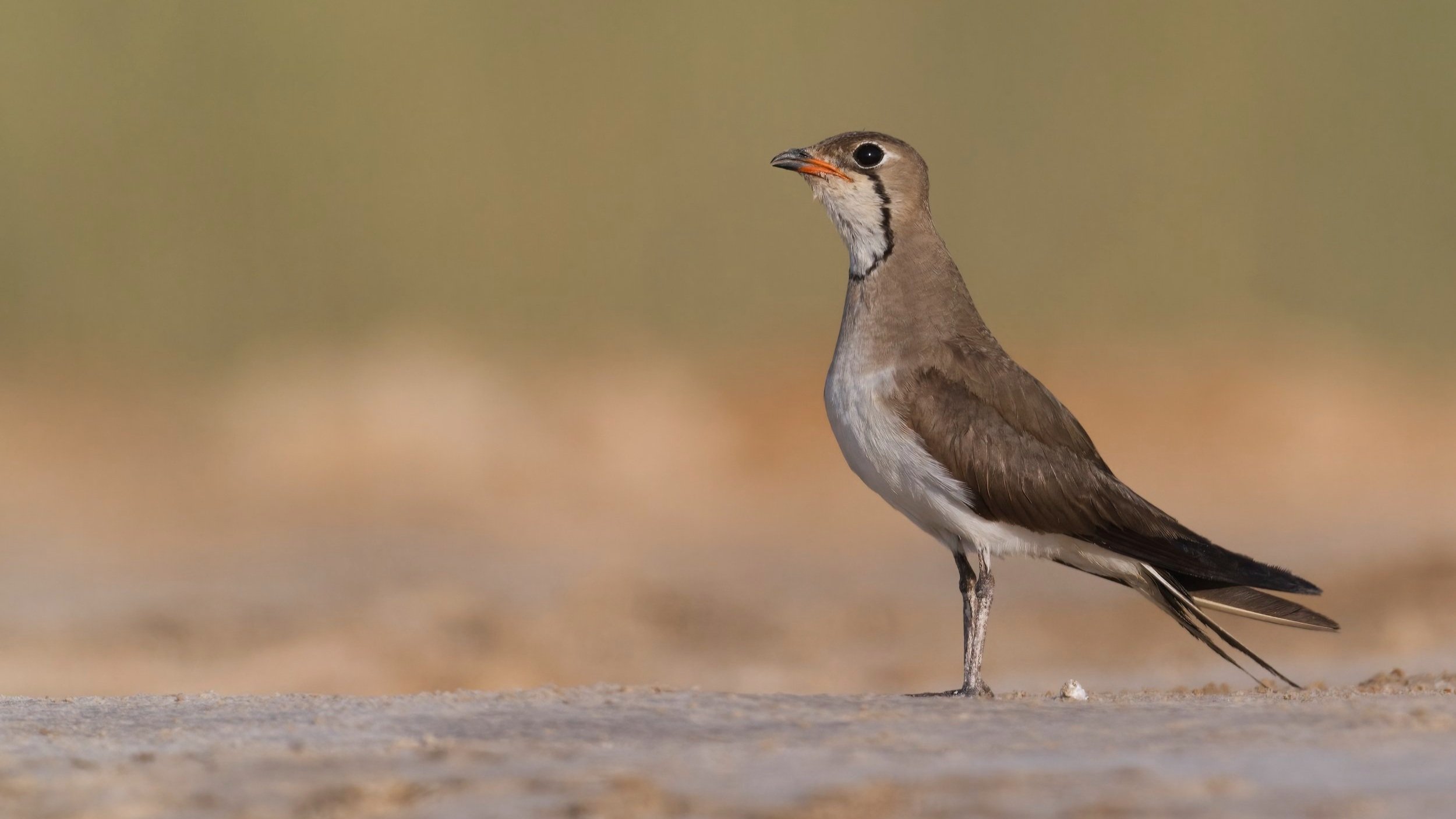 Collared Pratincole portrait