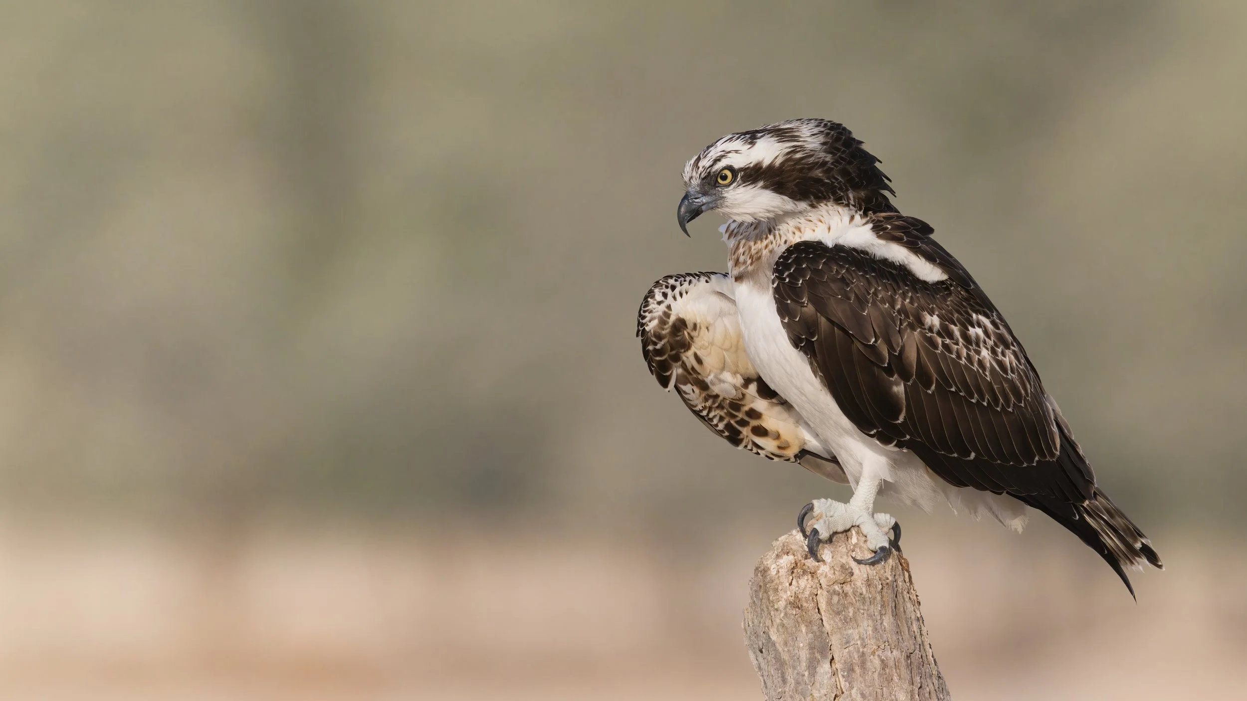 Osprey perched on a post, photographed by Bachar Bouka