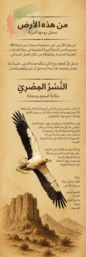 Egyptian Vulture card