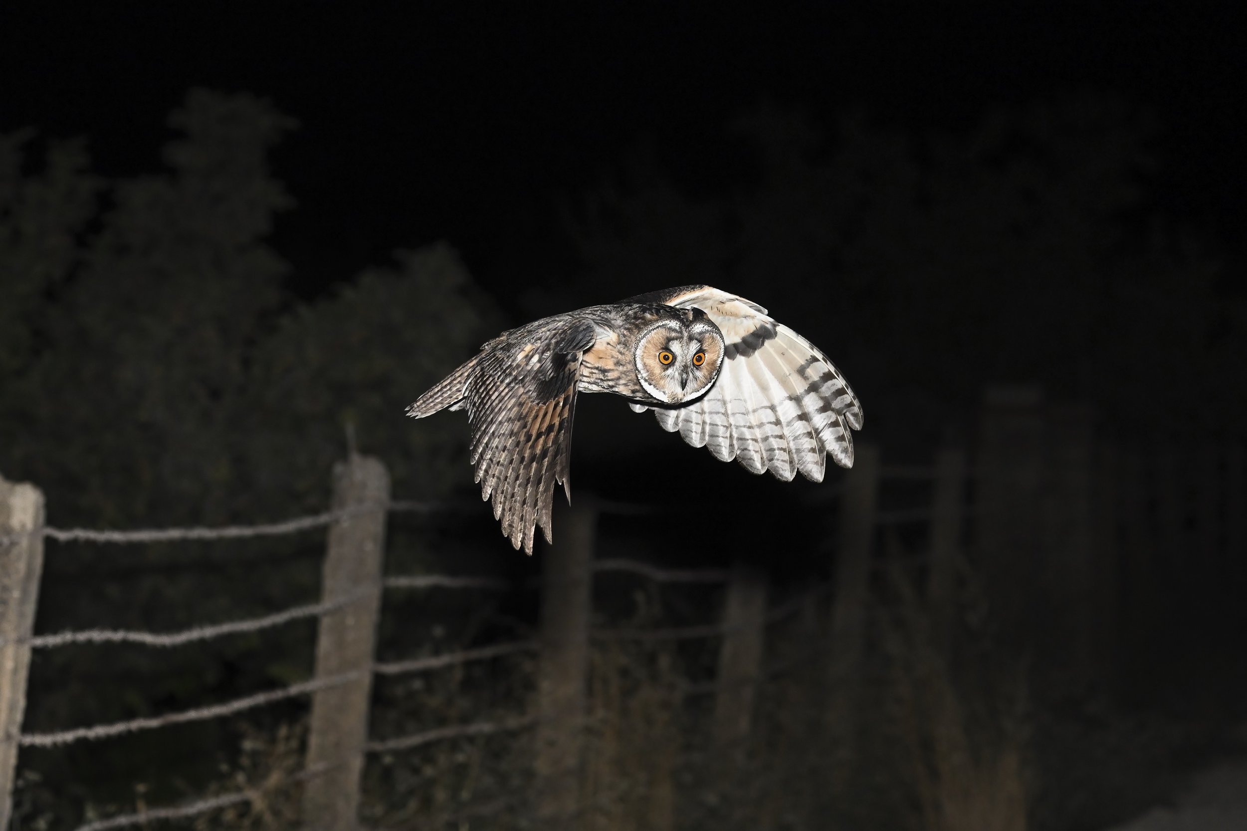 Long-eared Owl