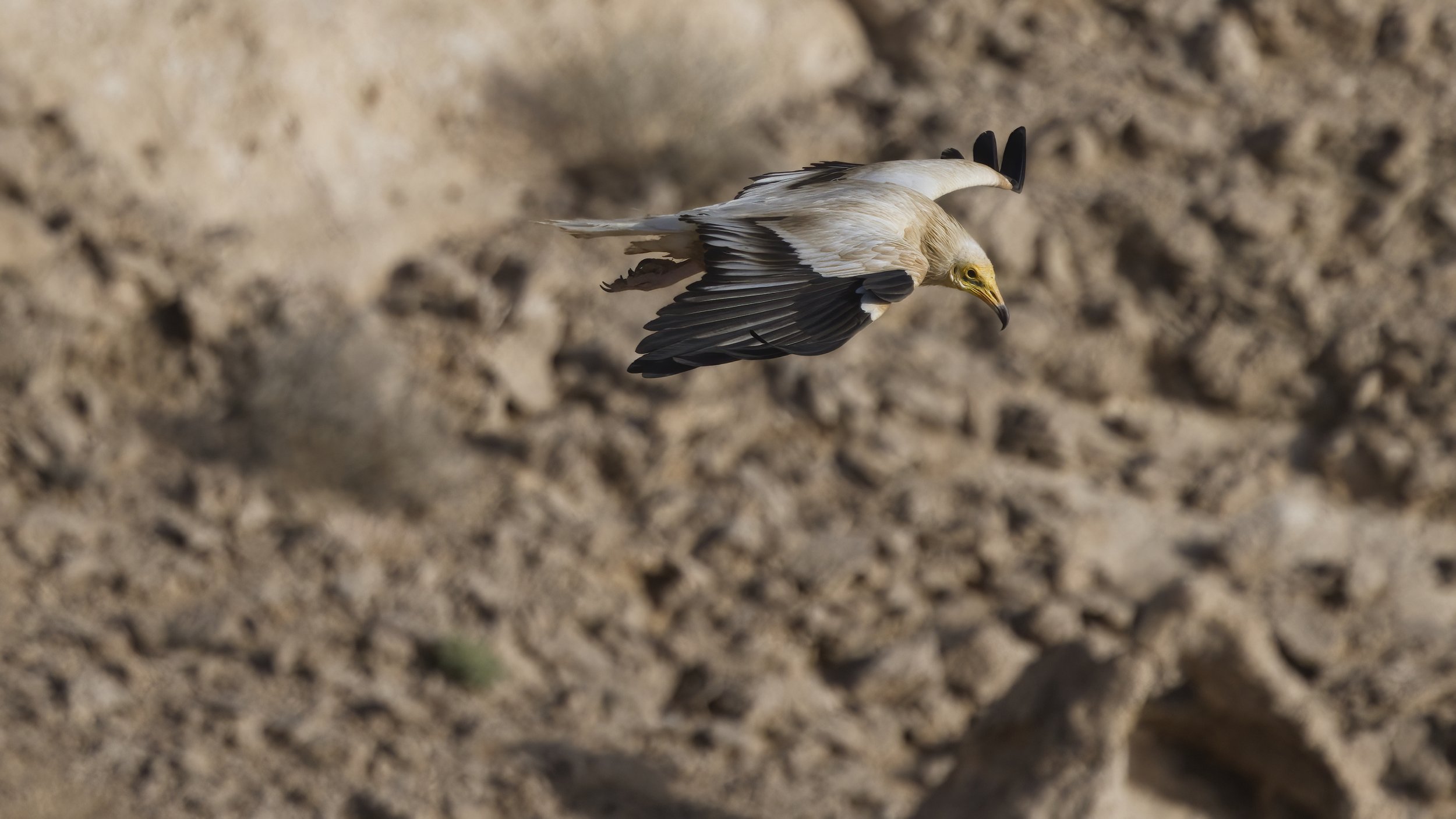 Egyptian vulture diving over desert terrain
