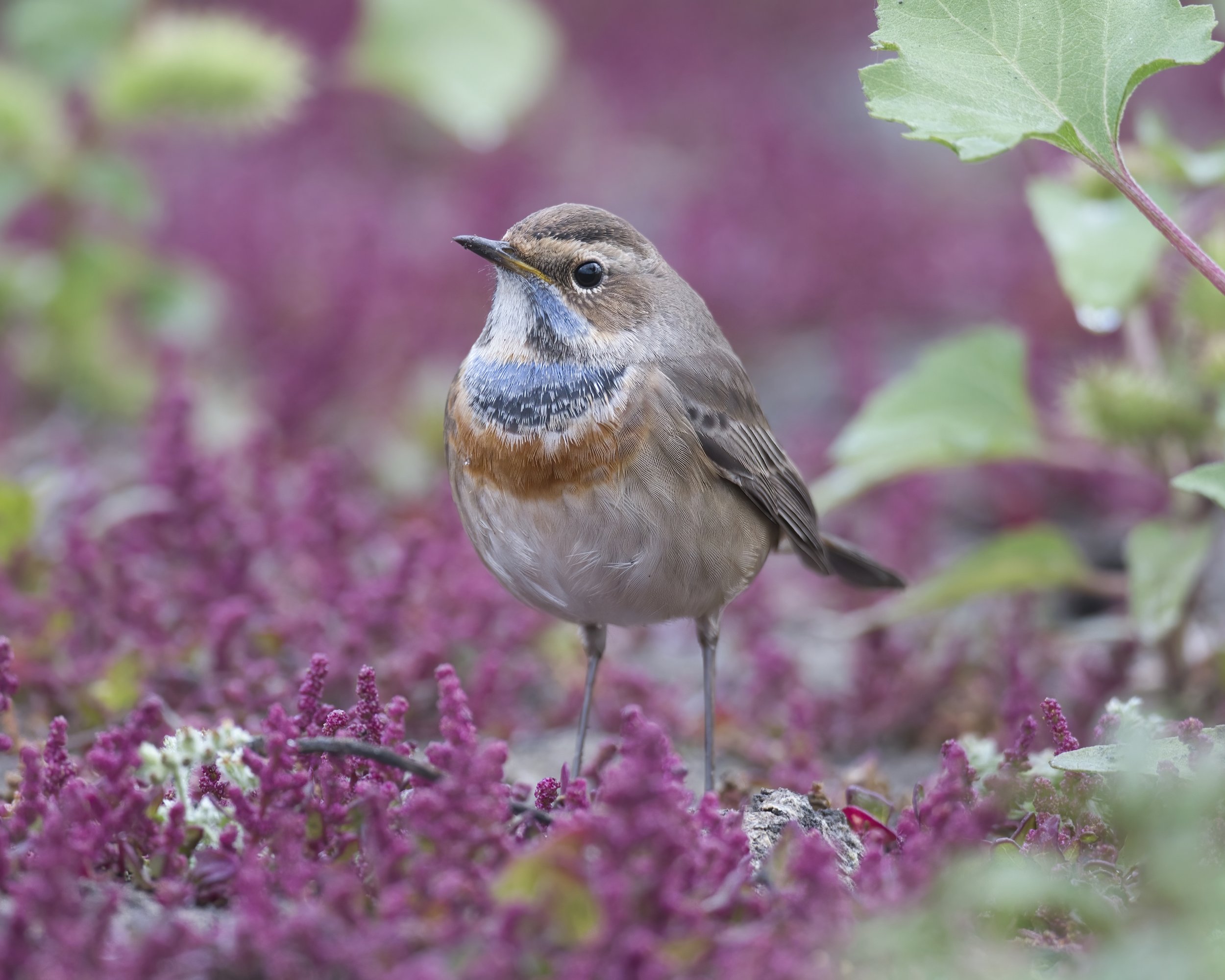 Bluethroat
