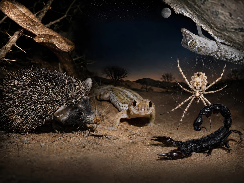 Desert wildlife at night under a crescent moon: a snake in a thorn tree, a hedgehog, a gecko on the sand, a gecko on a rock, a spider on its web and a black scorpion.
