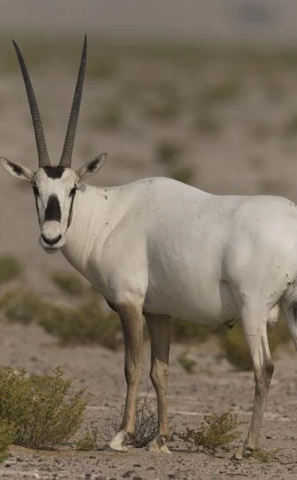 Arabian Oryx photographed in the field at Al Qudra