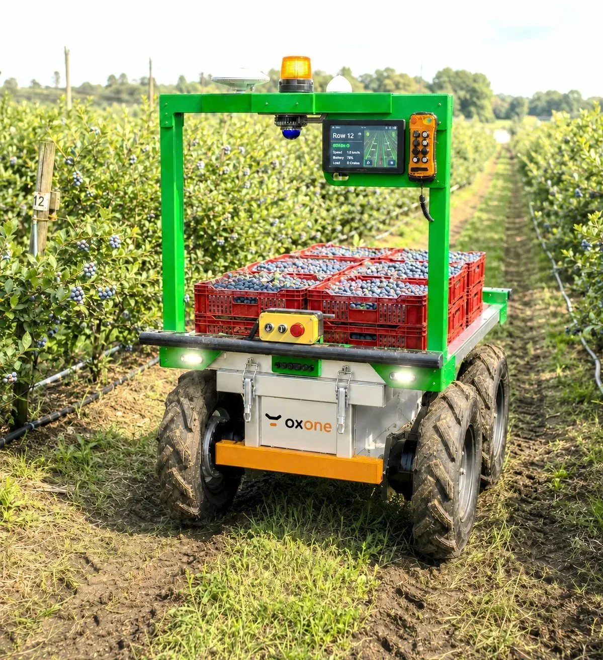 oxone carrying crates of blueberries between orchard rows