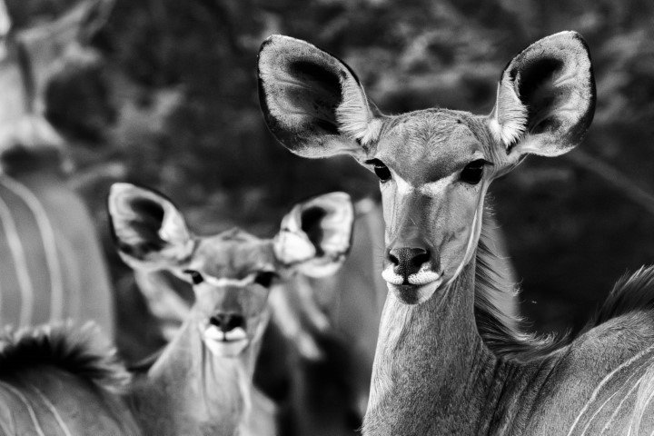 A group of animals with large ears

Description automatically generated