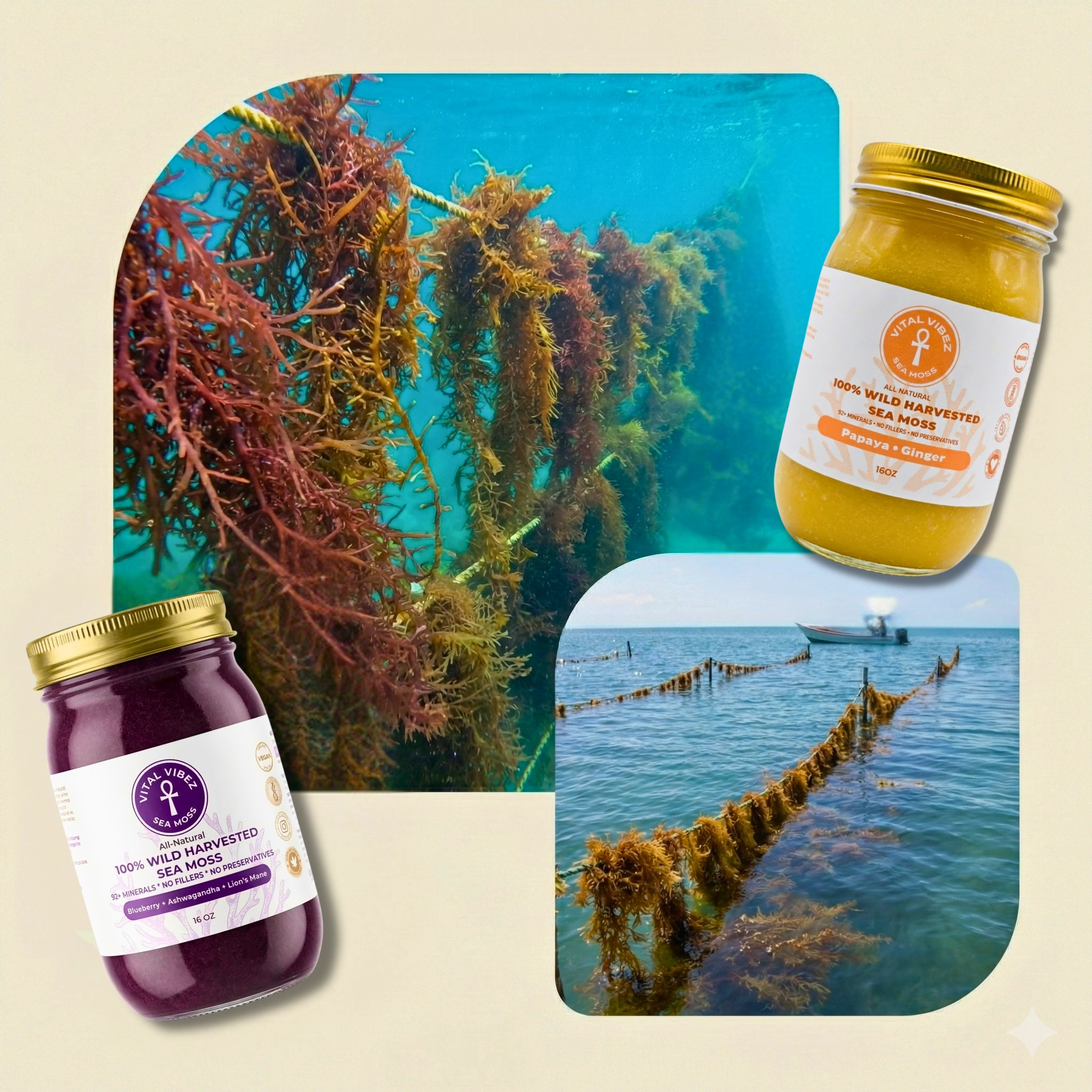 Sea Moss Products