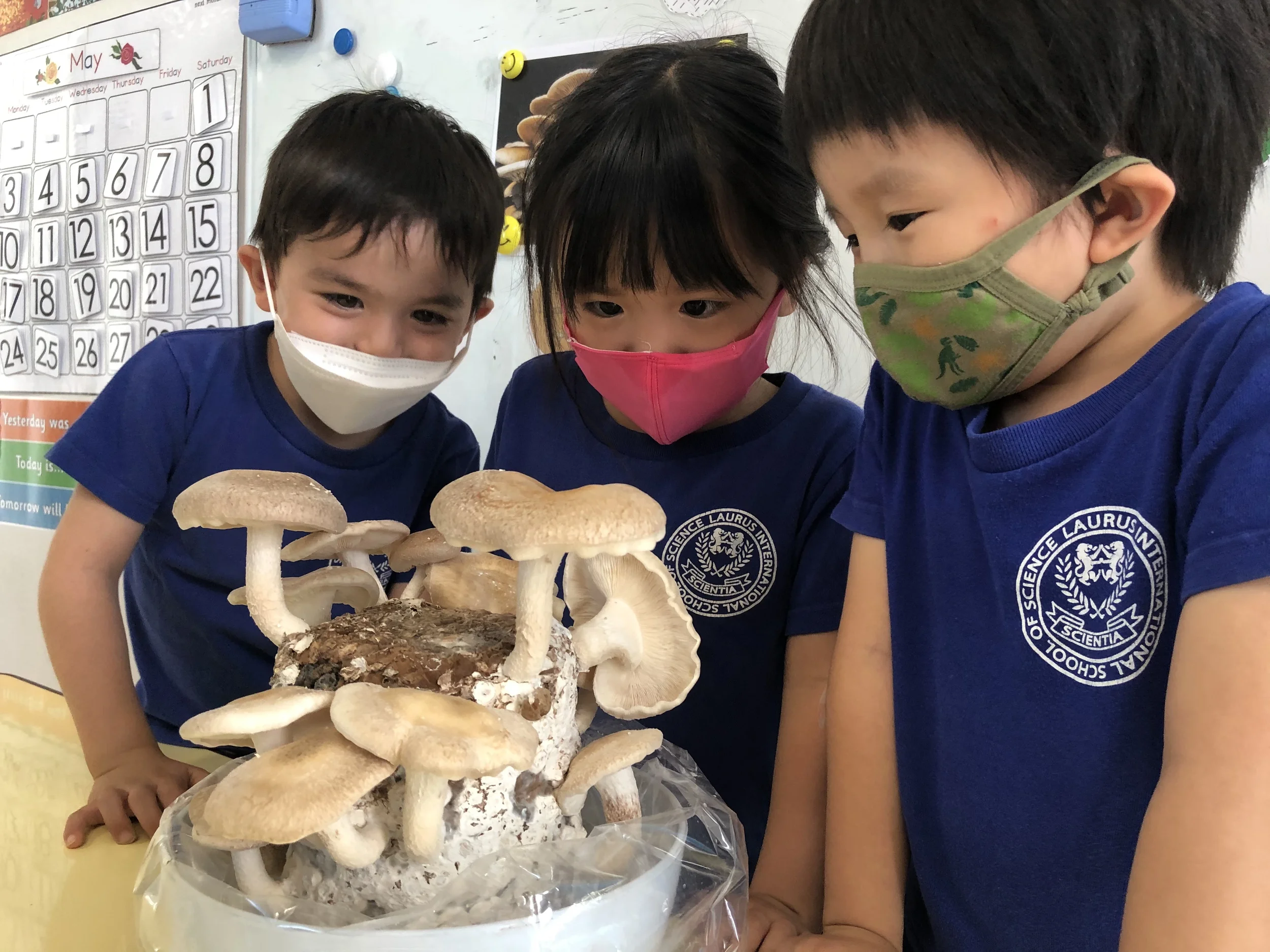 ローラス キンダーガーテン 好奇心から始まる学び