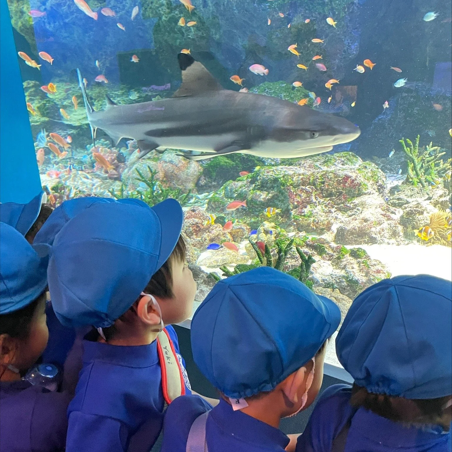 プリスクール 白金台