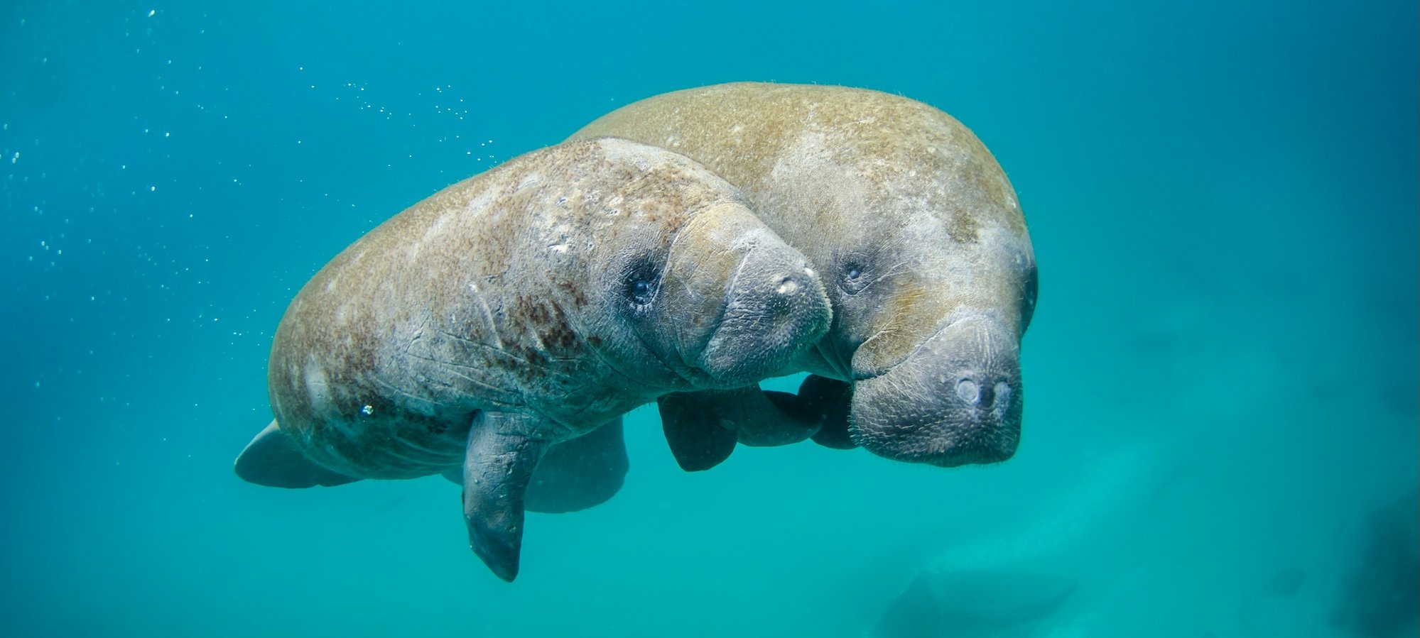 A manatee mother and calf swimming