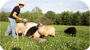 Farm retreat with sheep