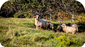 Sheep in pastoral setting