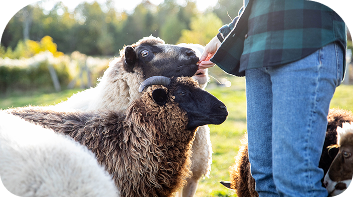 Person with sheep