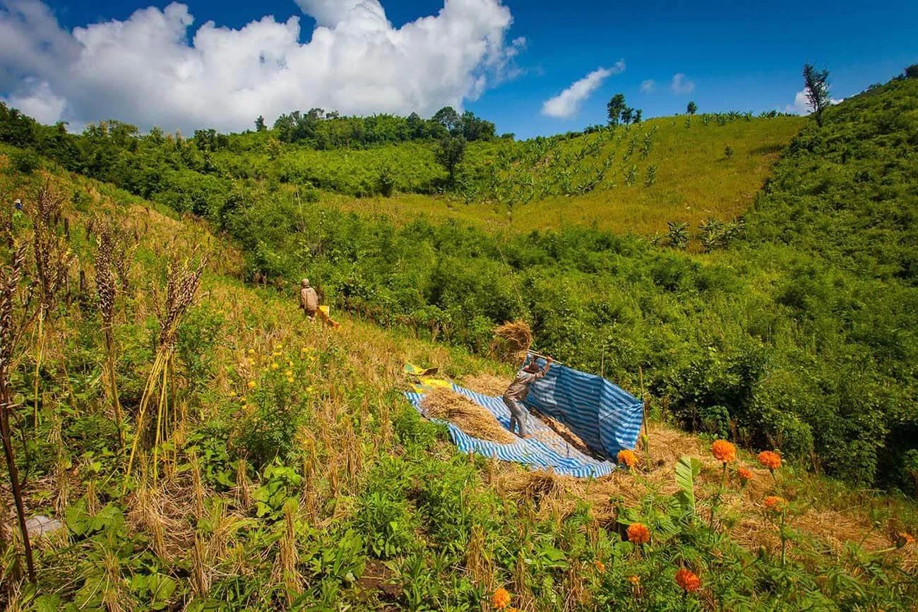Threshing sticky rice in the hills above the Mekong River, at Luang Prabang, Laos.