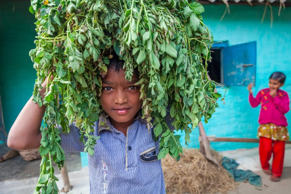 Boy carries animal feed to help around the home, Bangladesh.