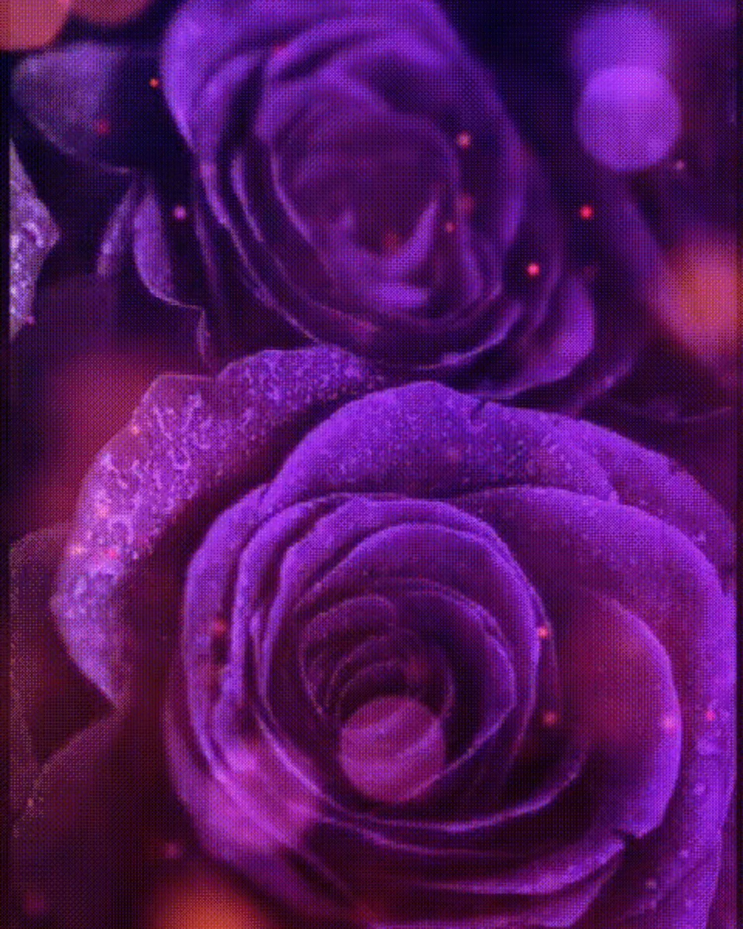 Purple roses