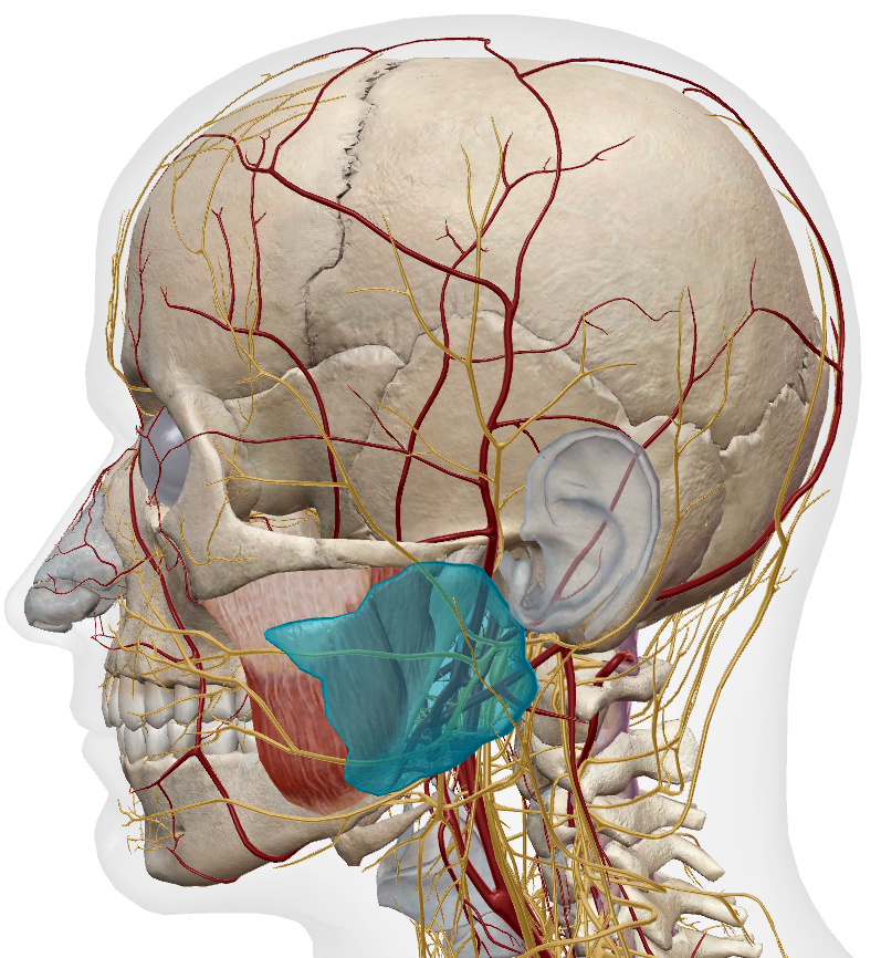 Masseter anatomy, lateral view